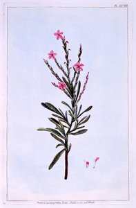 Statice, Phyllostachys spicata door Pierre Joseph Buchoz